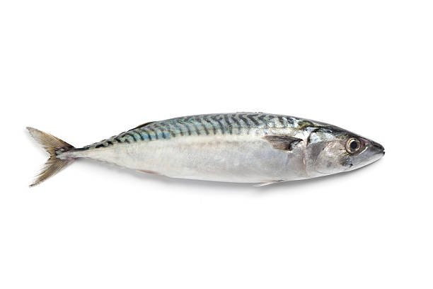 Atlantic Mackerel